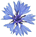 Loudun - Bleuet des poilus